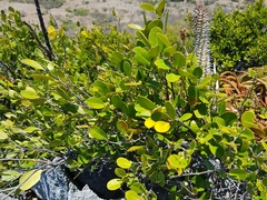 Salacia