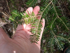 Abies balsamea image