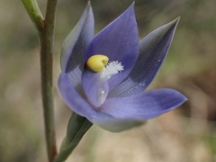 Thelymitra bracteata