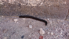 Archispirostreptus syriacus