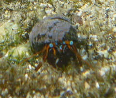 Calcinus laevimanus