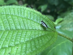 Pseudophyllodromia laticeps
