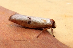 Pilostibes stigmatias