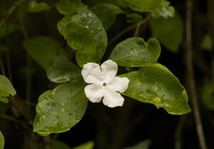 Brunfelsia australis
