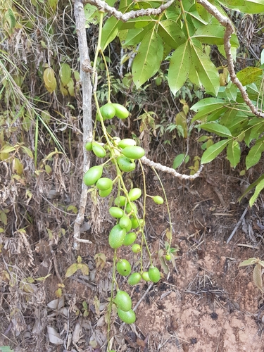 Menispermaceae image