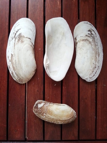 Lutraria oblonga (Gmelin, 1791)