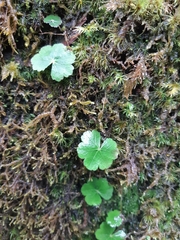 Hydrocotyle setulosa