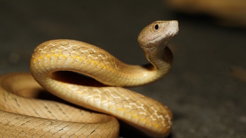 Common Mock Viper, photo 8 of 9