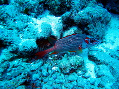 Sargocentron spiniferum