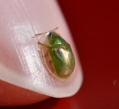 Cassida margaritacea