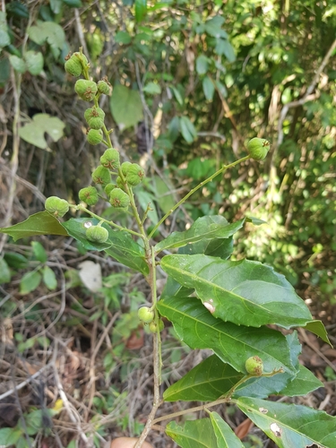 Orfilea multispicata image