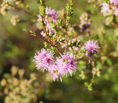 Kunzea parvifolia