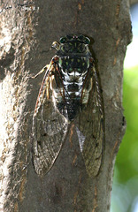 Hyalessa maculaticollis