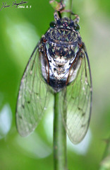 Hyalessa maculaticollis