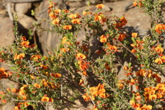 Dillwynia hispida