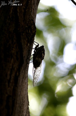 Hyalessa maculaticollis