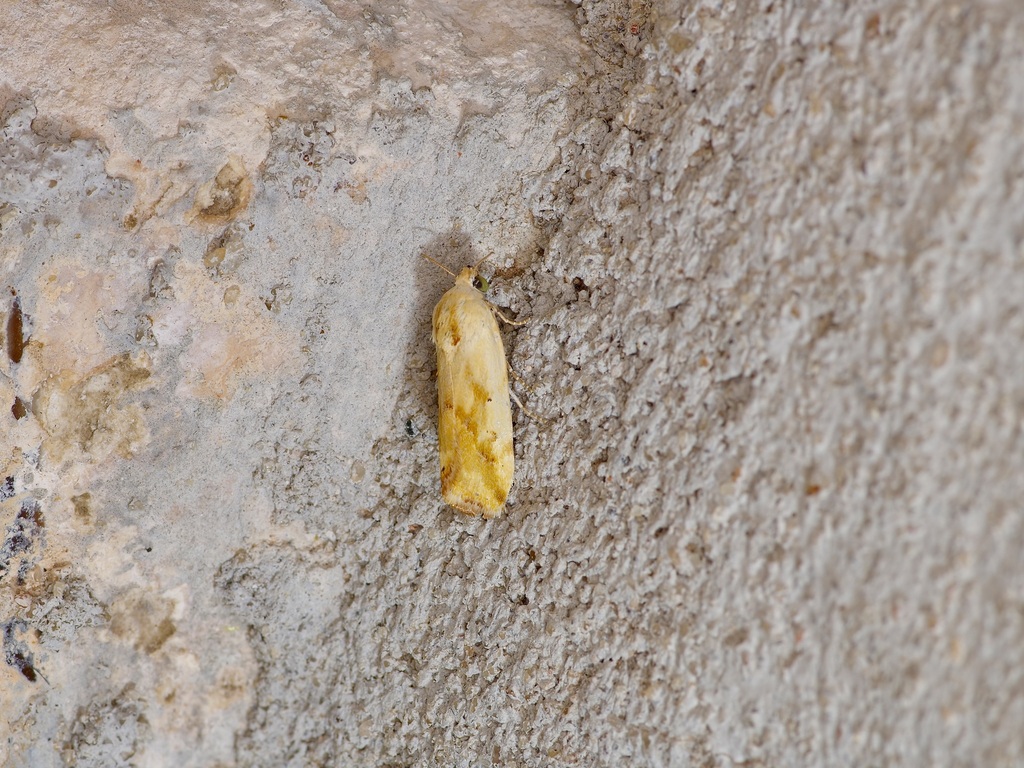 Ponometia pulchra