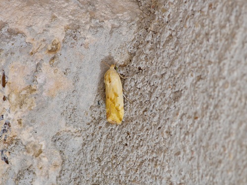Ponometia pulchra