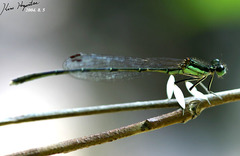 Platycnemis phyllopoda