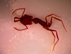 Anochetus taiwaniensis