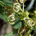 Schizoglossum nitidum - Photo (c) ansell, algunos derechos reservados (CC BY-NC), subido por ansell