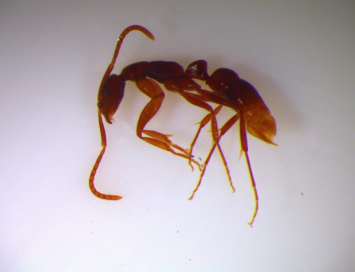 孔子细颚猛蚁Leptogenys confucii