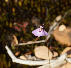 Utricularia grampiana