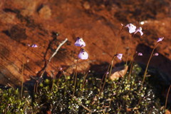 Utricularia grampiana
