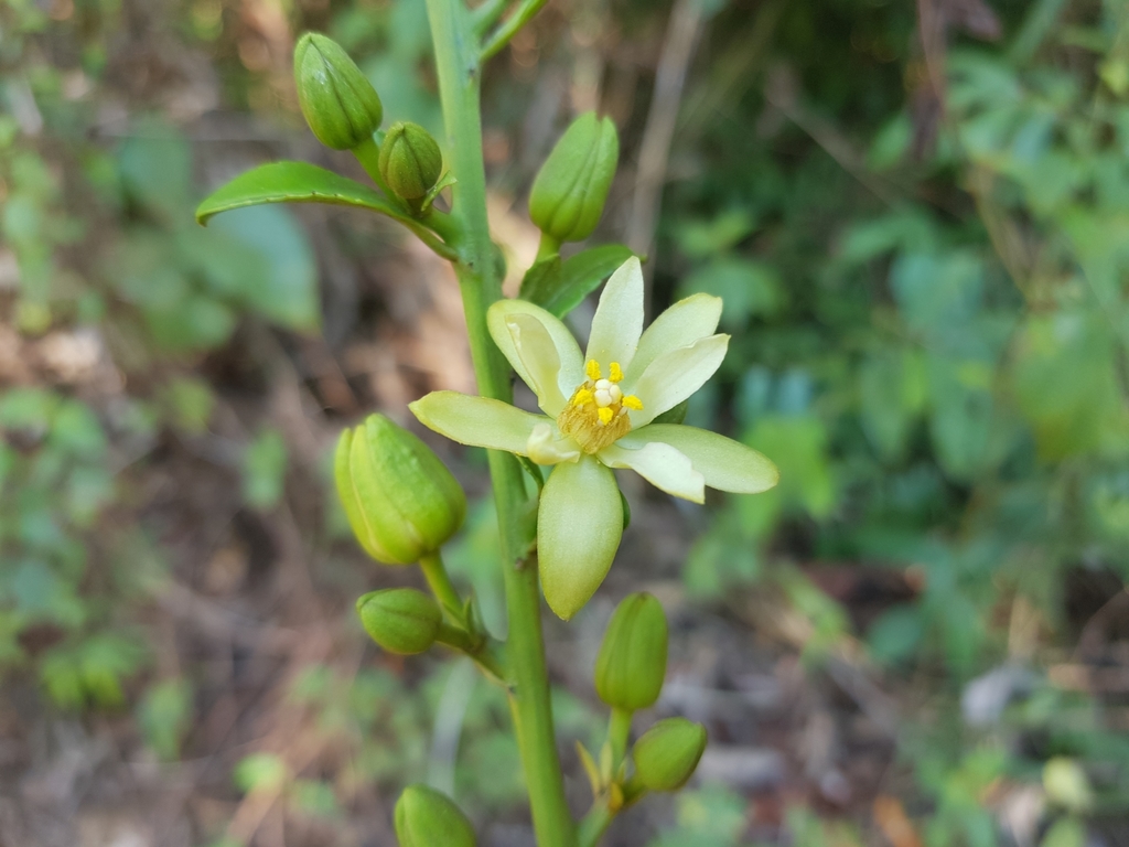 Paropsieae