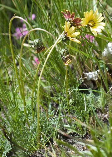 Ursinia alpina image
