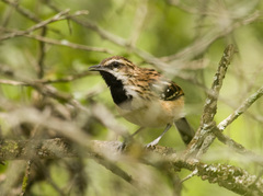 Myrmorchilus strigilatus