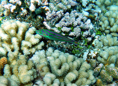 Thalassoma quinquevittatum