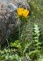 Berkheya macrocephala
