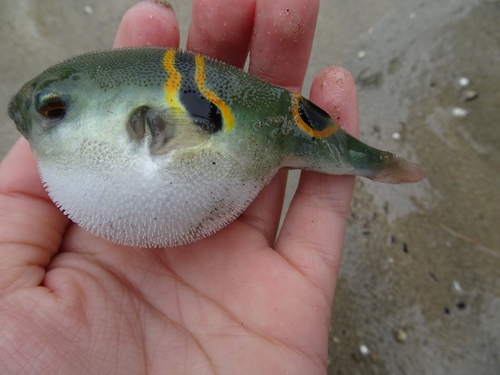 Eclipse puffer (Takifugu ocellatus) — Tetraodontidae — 3