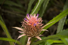 Ananas macrodontes