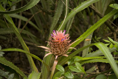 Ananas macrodontes