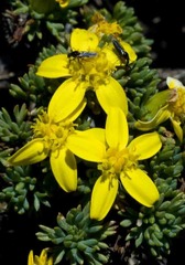 Euryops decumbens