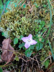 Sarcopyramis napalensis delicata