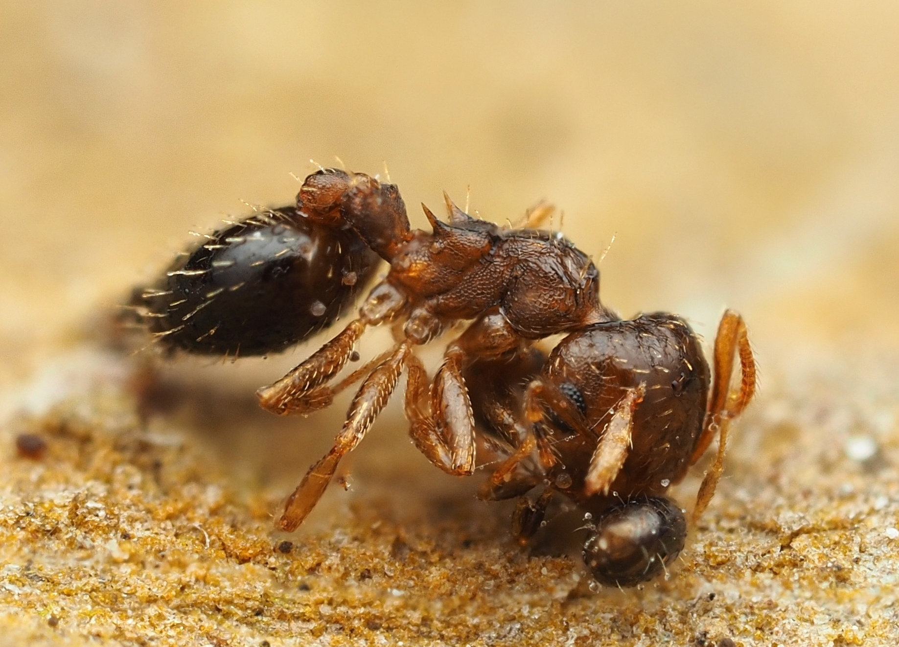 Crematogaster obscurata