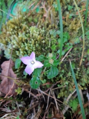 Sarcopyramis napalensis delicata