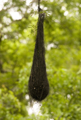 Cacicus chrysopterus