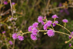 Kunzea parvifolia