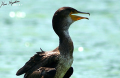 Phalacrocorax capillatus