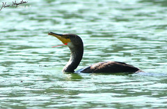 Phalacrocorax capillatus