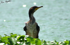 Phalacrocorax capillatus