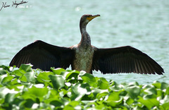 Phalacrocorax capillatus