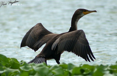 Phalacrocorax capillatus