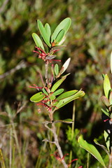 Grevillea dimorpha