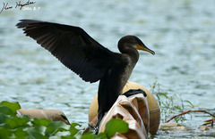 Phalacrocorax capillatus