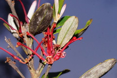 Grevillea dimorpha